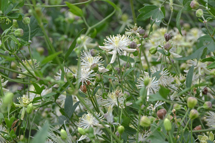 Clematis drummondii, Drummond's Clematis